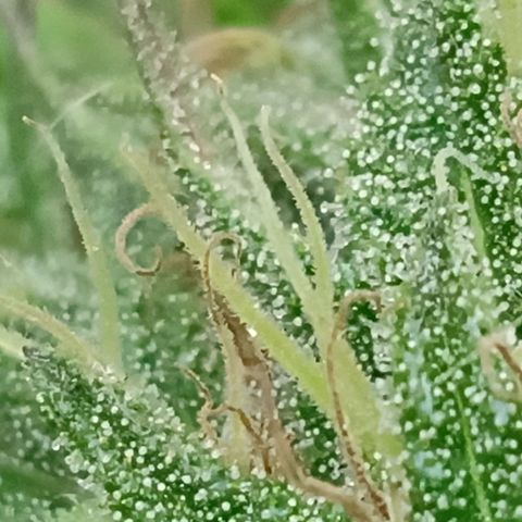MK 1 growlog timeline photo