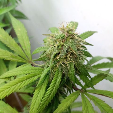MK 1 growlog timeline photo