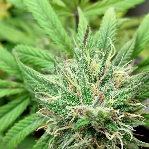 MK 1 growlog timeline photo