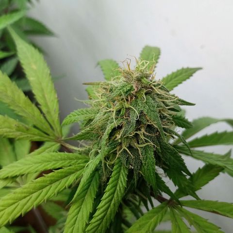 MK 1 growlog timeline photo