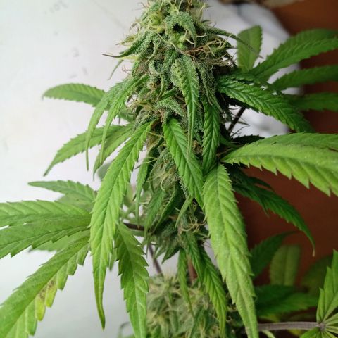 MK 1 growlog timeline photo