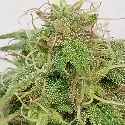 MK 1 growlog timeline photo