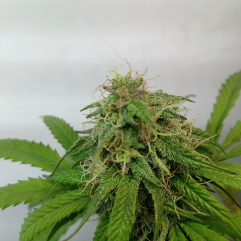 MK 1 growlog timeline photo