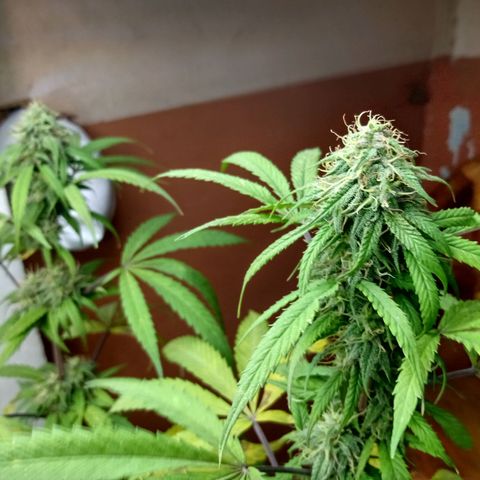 MK 1 growlog timeline photo