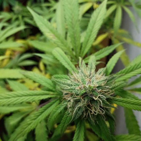 MK 1 growlog timeline photo