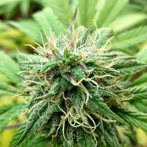 MK 1 growlog timeline photo