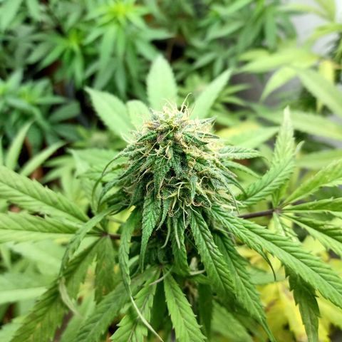 MK 1 growlog timeline photo