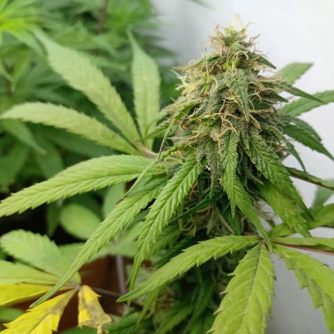 MK 1 growlog timeline photo