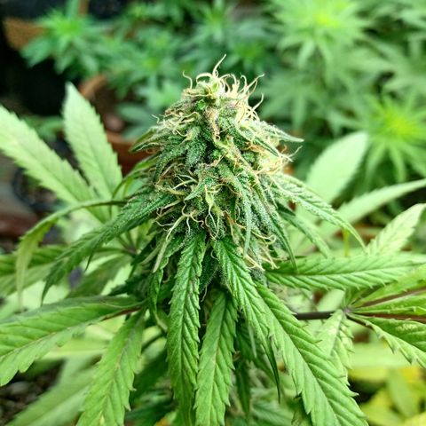 MK 1 growlog timeline photo