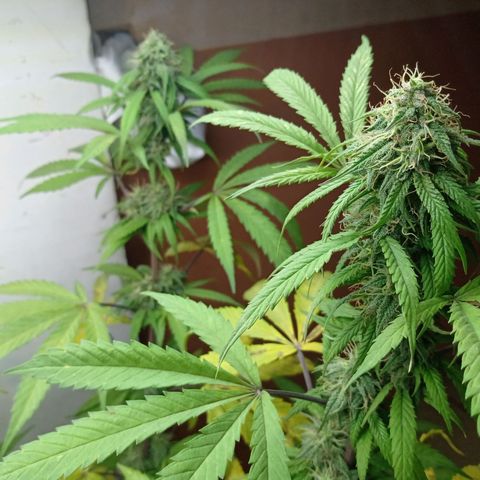 MK 1 growlog timeline photo