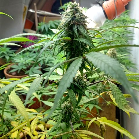 MK 1 growlog timeline photo