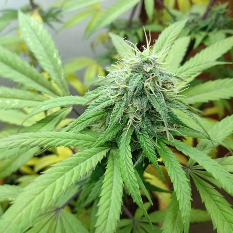 MK 1 growlog timeline photo