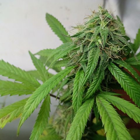 MK 1 growlog timeline photo