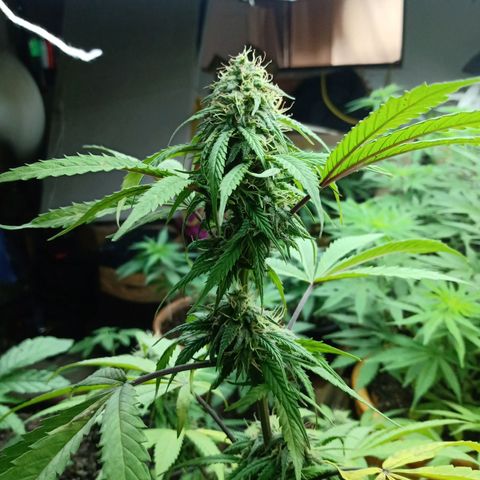 MK 1 growlog timeline photo