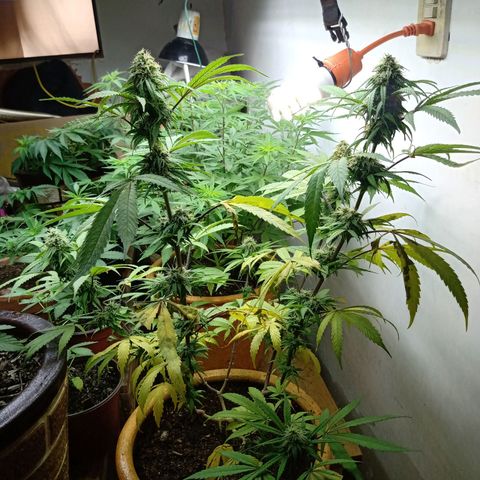 MK 1 growlog timeline photo