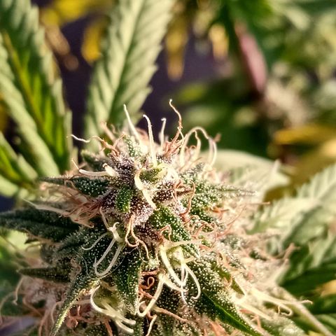 MK 1 growlog timeline photo