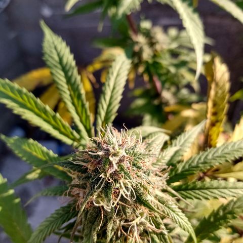 MK 1 growlog timeline photo