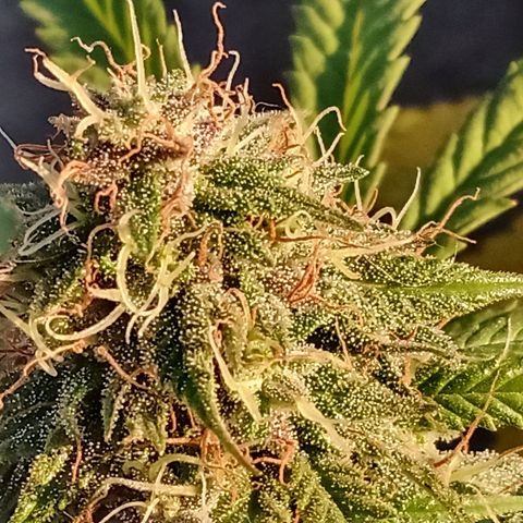 MK 1 growlog timeline photo