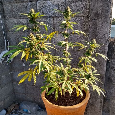 MK 1 growlog timeline photo