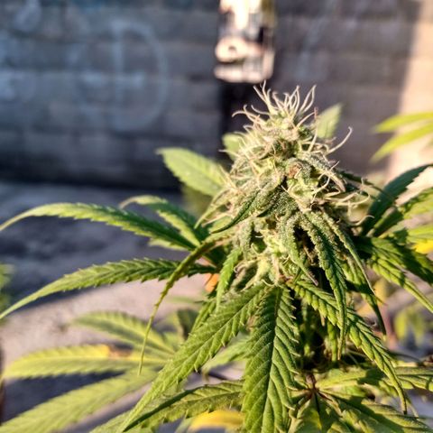 MK 1 growlog timeline photo