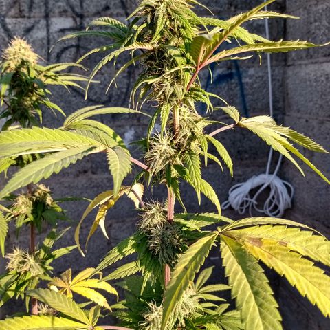 MK 1 growlog timeline photo