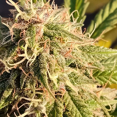 MK 1 growlog timeline photo