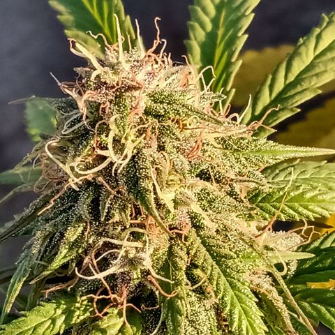 MK 1 growlog timeline photo