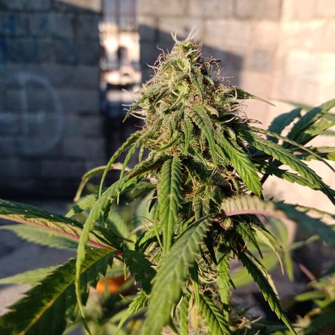 MK 1 growlog timeline photo