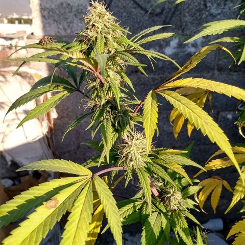 MK 1 growlog timeline photo