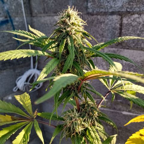 MK 1 growlog timeline photo
