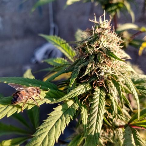 MK 1 growlog timeline photo
