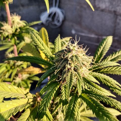 MK 1 growlog timeline photo