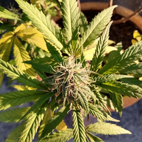 MK 1 growlog timeline photo