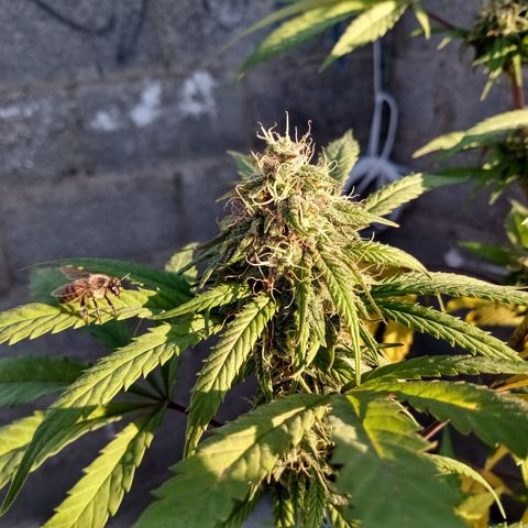 MK 1 growlog timeline photo