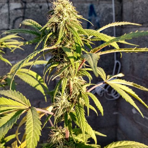 MK 1 growlog timeline photo