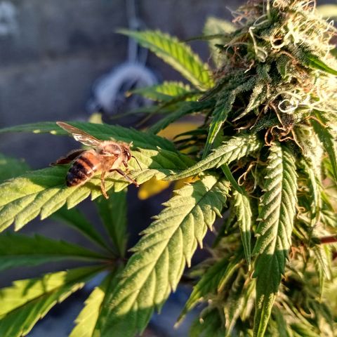MK 1 growlog timeline photo