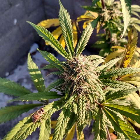 MK 1 growlog timeline photo