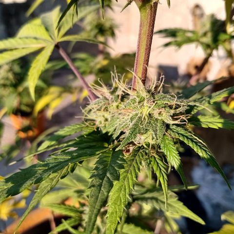MK 1 growlog timeline photo