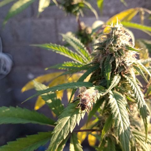 MK 1 growlog timeline photo