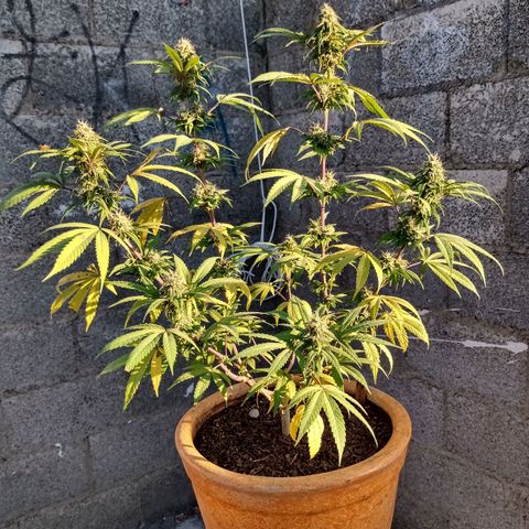 MK 1 growlog timeline photo