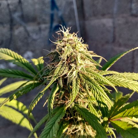 MK 1 growlog timeline photo