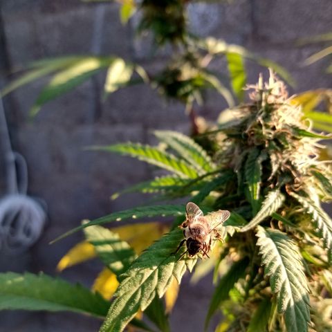 MK 1 growlog timeline photo
