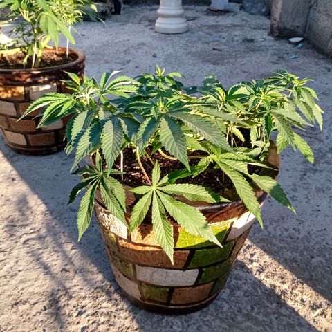 PYK  growlog timeline photo