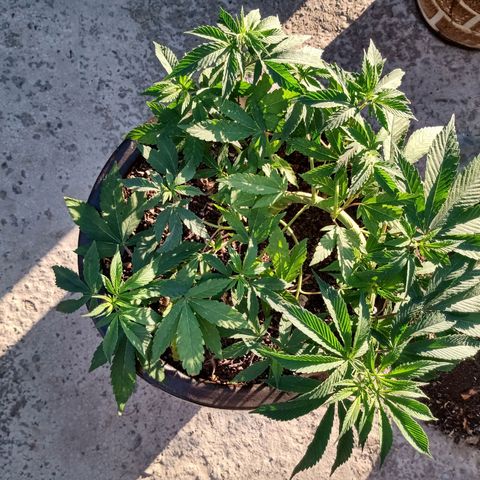 PYK  growlog timeline photo