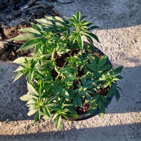 PYK  growlog timeline photo