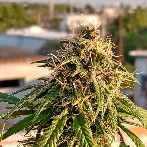 MK 1 growlog timeline photo