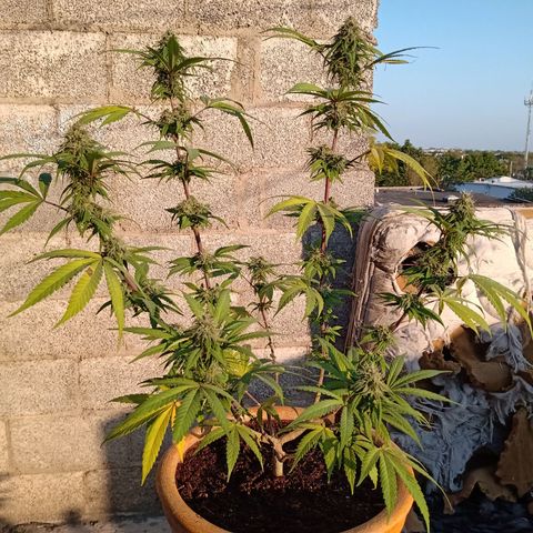 MK 1 growlog timeline photo