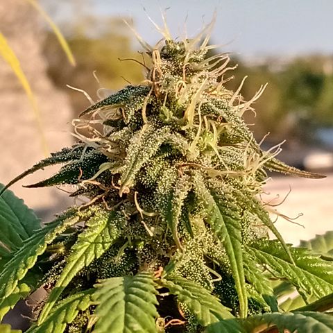 MK 1 growlog timeline photo
