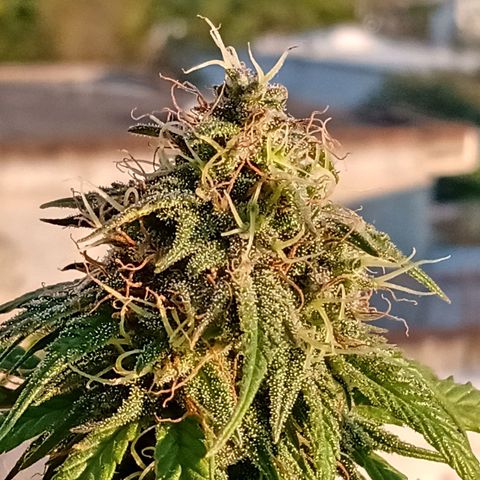MK 1 growlog timeline photo