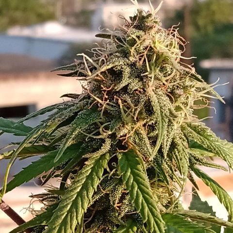 MK 1 growlog timeline photo
